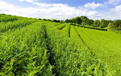 معرفی شهر املش و باغات چای آن